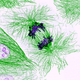 Illustration for article titled The Astounding And Horrific World As Seen Under A Microscope